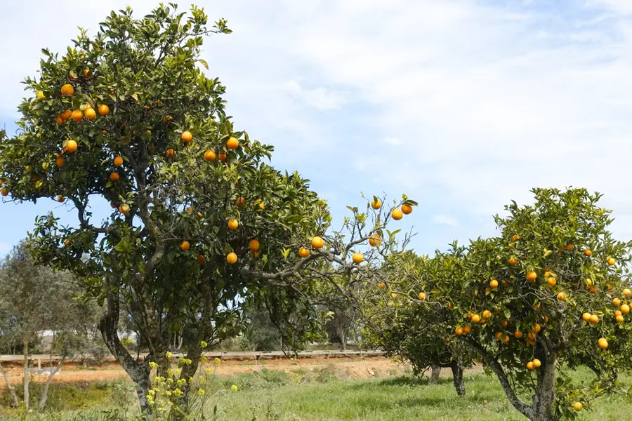 F. Weber Arbre fruitier en Algarve