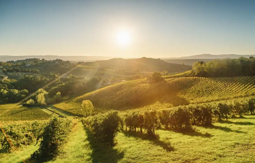 Stevanzz adobeStock Les vignes autour de San Gimignano