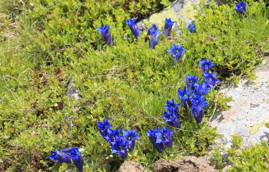 Respyrénées Gentiane de Koch, flore typique de la région