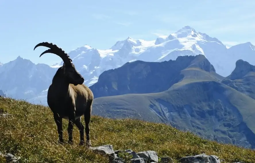JJ. Lasne La faune et les beaux paysages variés des Alpes du nord