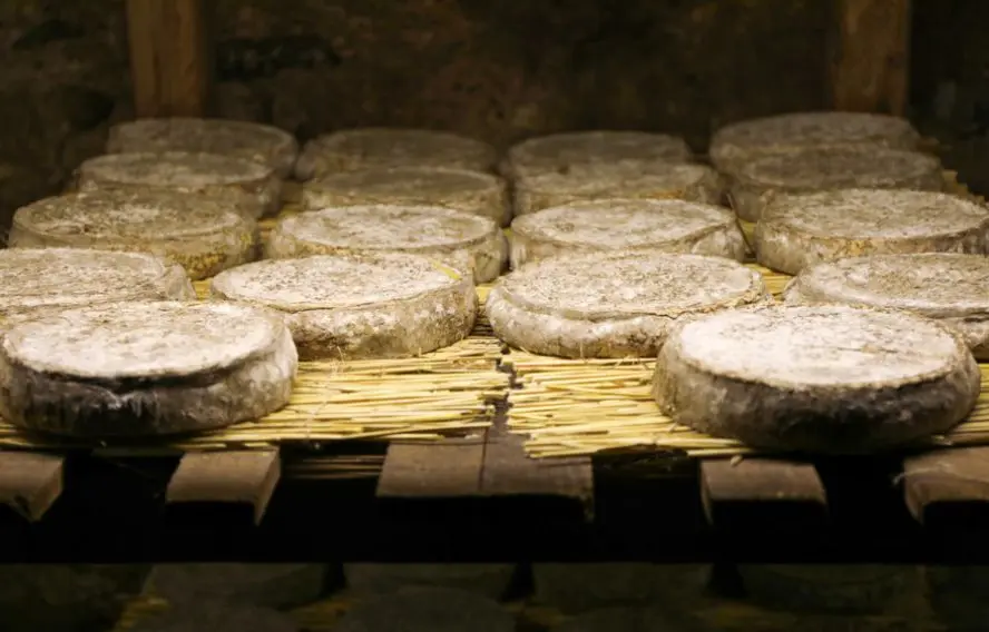Sablin-Adobestock Le Saint-Nectaire, fromage auvergnat typique