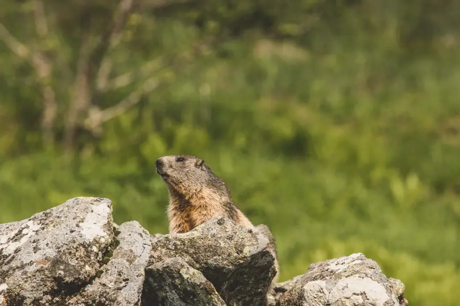 P. Villemejane Marmotte dans le Sancy