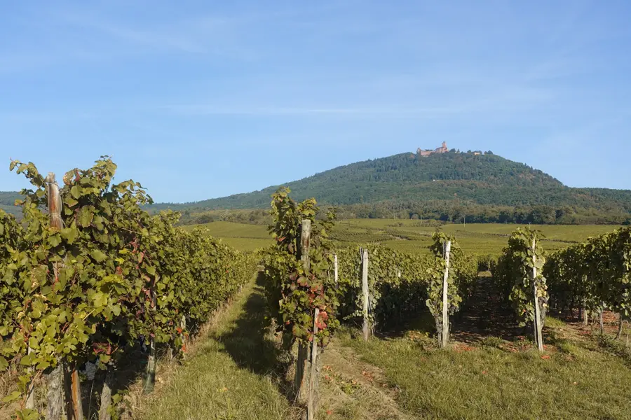 J. Heyte Randonnée dans les vignes alsaciennes