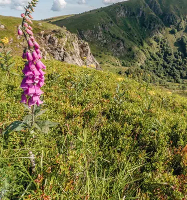 vosges