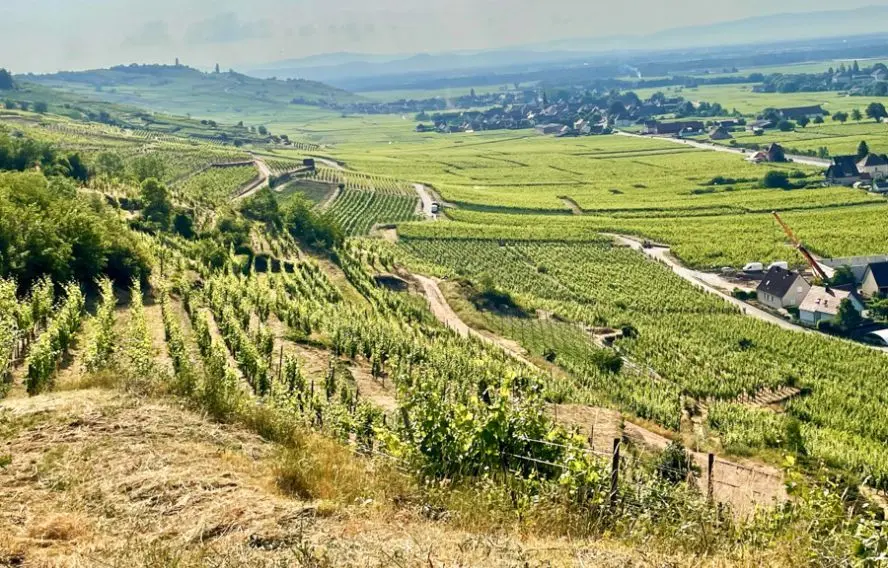 Heidi Enberget Myrhe Vue sur le vignoble de Kaysersberg