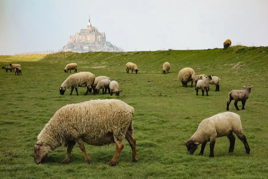D. Pradon Troupeau devant le Mont Saint-Michel