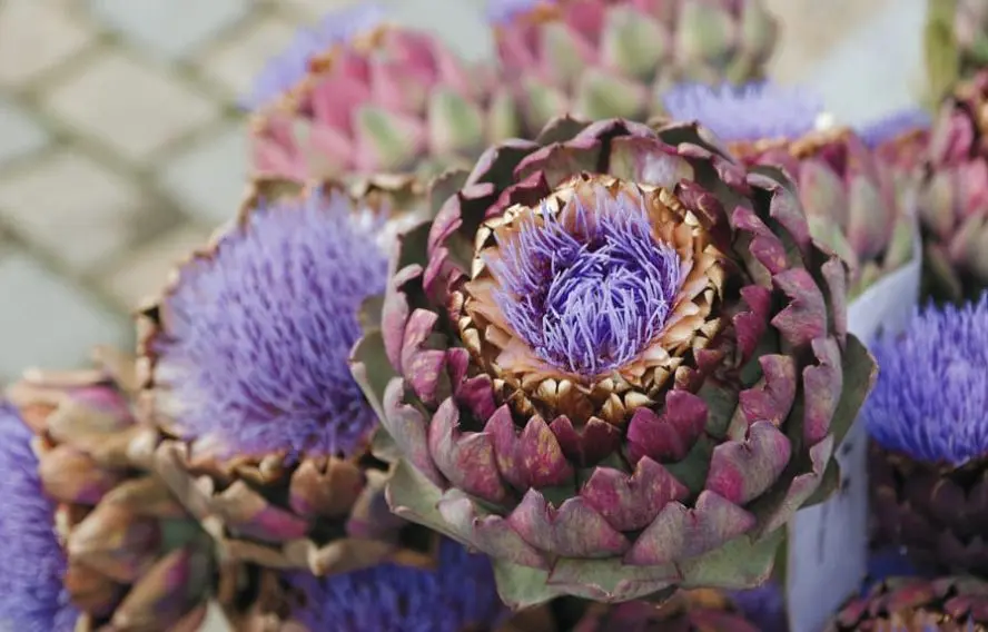 A. Mourot Artichauts en fleurs en Bretagne