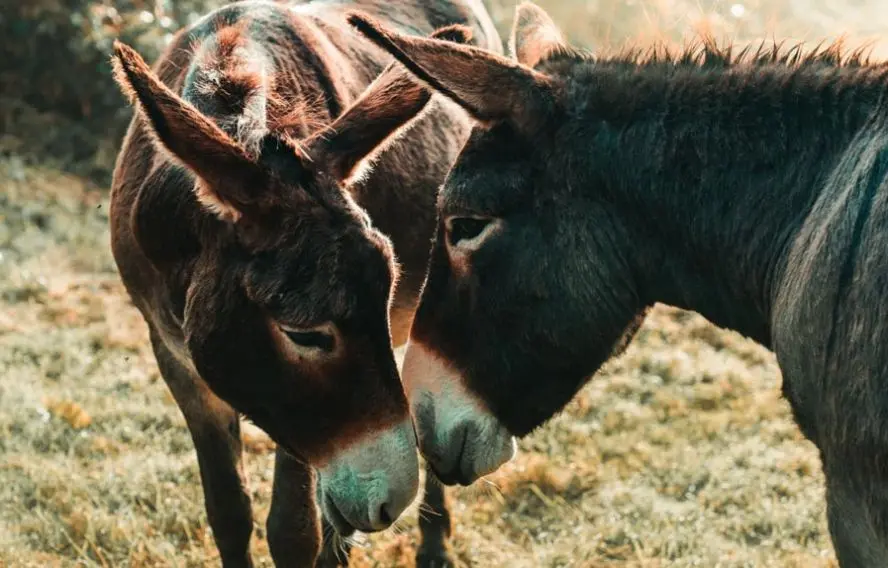 A. Scheffold Unsplash Les ânes merveilleux compagnons d'aventure
