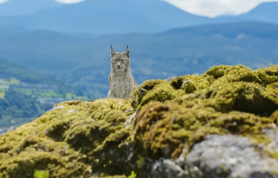 Free Nomad Unsplash Parc régional du Haut Jura, territoire du Lynx