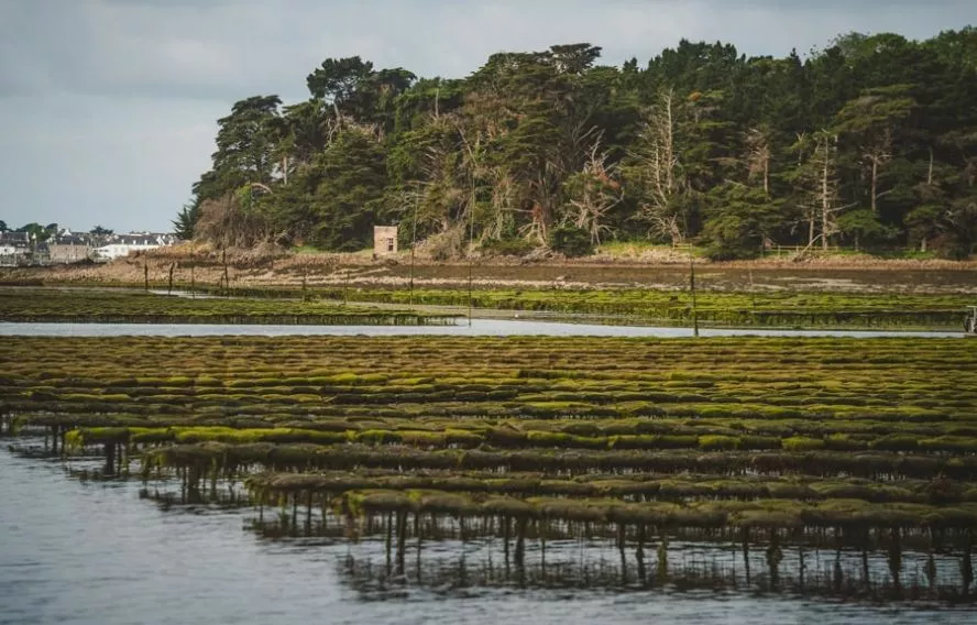 C. Cebarbero Parc à huîtres, golfe du Morbihan et baie de Quiberon