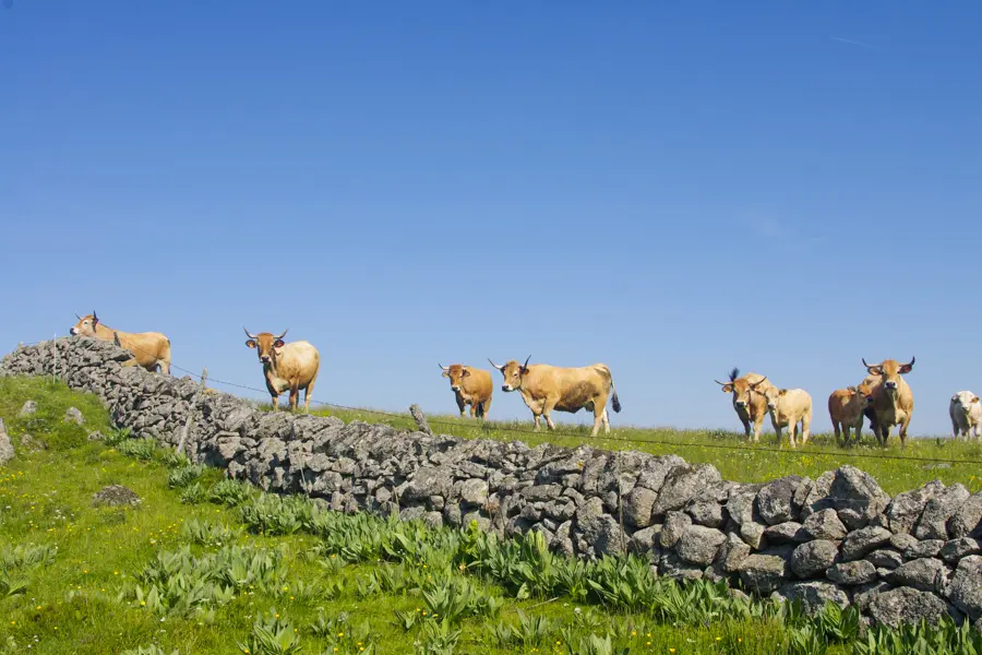 P. Saintjean Pâturage dans l'Aubrac