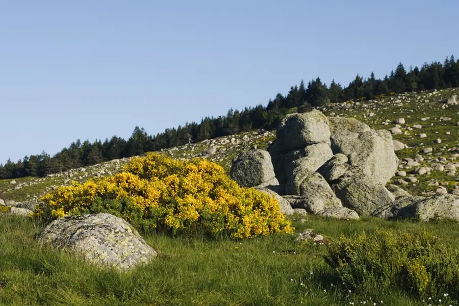 P. Saintjean Mont Lozère sur le chemin de Stevenson