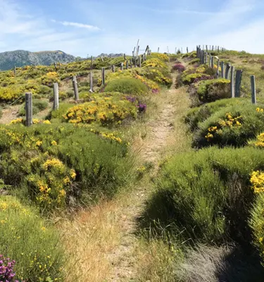 sentier-stevenson