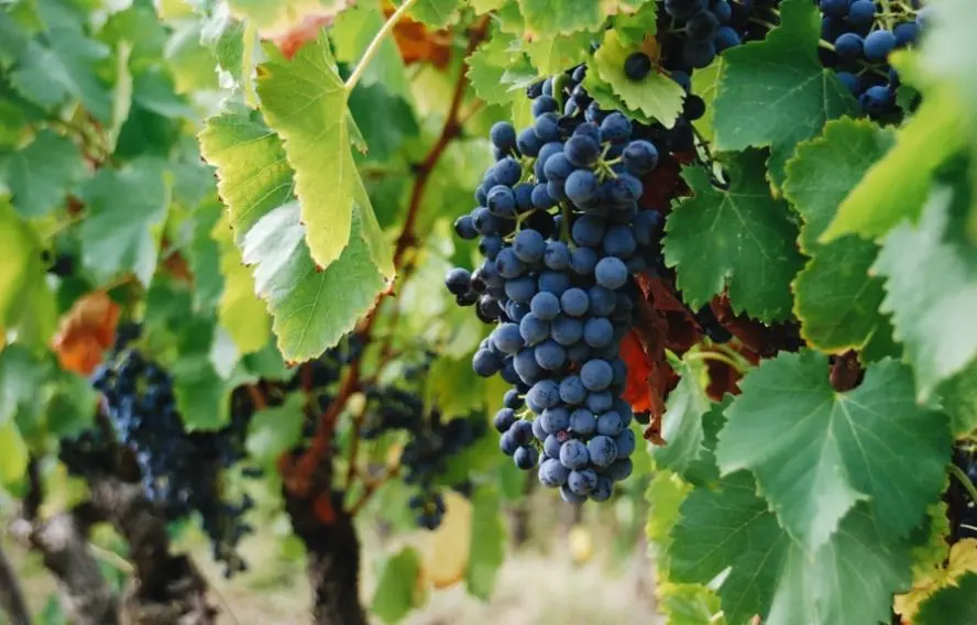 Caveau Pierre Amadieu Vignes de Gigondas