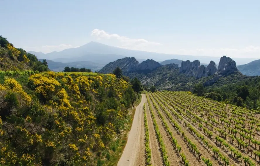 P. Saint-Jean Vignes aux pieds des Dentelles de Montmirail