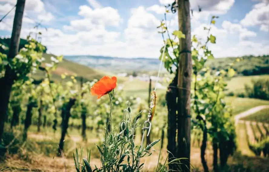 S. Adobestock Randonnée au coeur des crus de Bourgogne et du Beaujolais