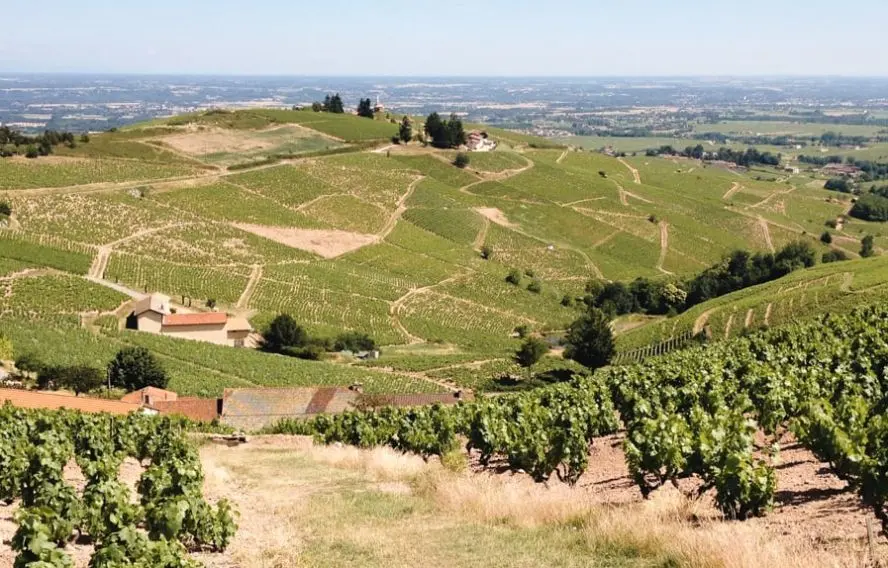 L. Riou Vignes, au dessus de Fleurie