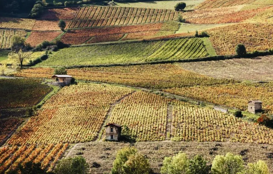 R. Semik Fotolia Itinéraire exclusif, l'Intégrale Beaujolaise