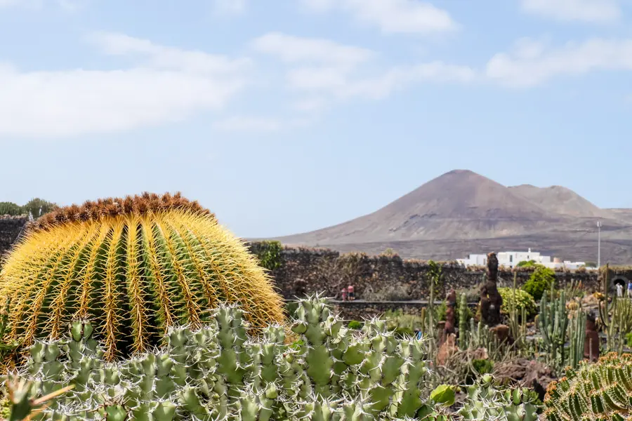 BCourbin Volcan et cactus de Lanzarote