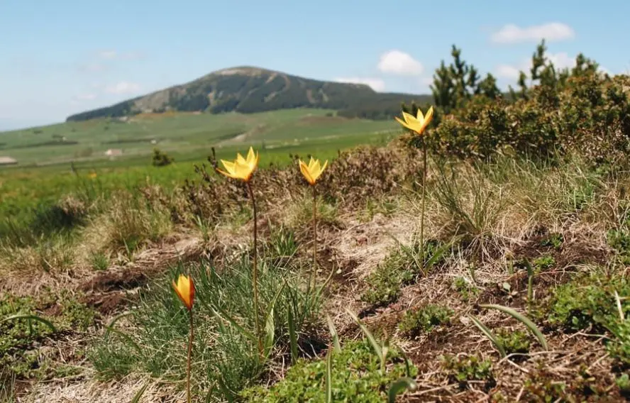 Hôtel La Découverte Tulipes sauvage, les Estables, Mont-Mézenc