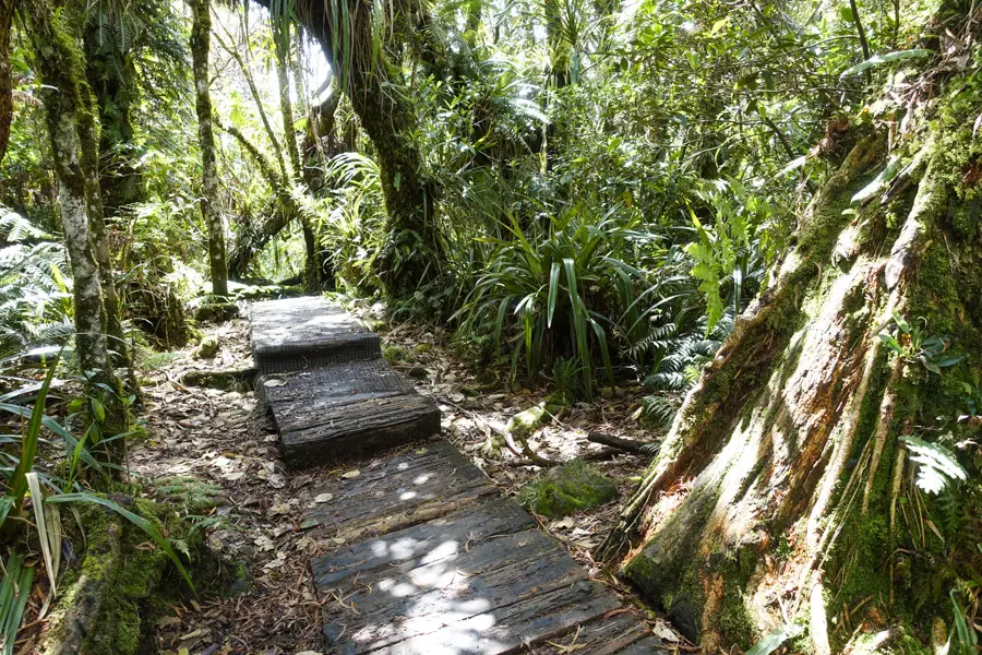 M. Coppin Forêt tropical de Bélouve