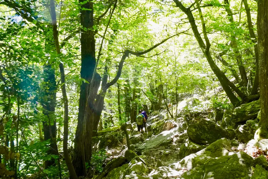 La Canopée Randonnée dans la forêt de Bédarieu