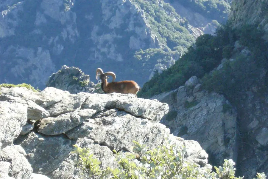 La Canopée Mouflons au coeur de la nature