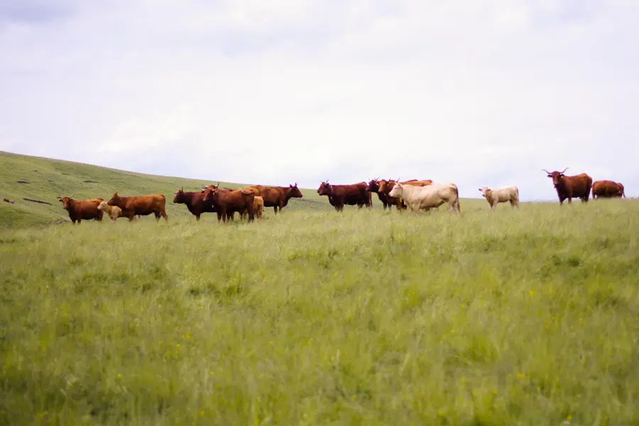 J. Heyte Découverte des vaches rouges du Cézaillier