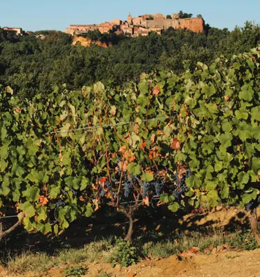 vigne-village-luberon