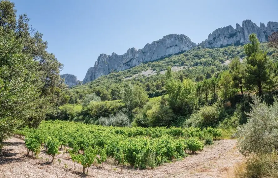 P.Violet Dentelles Sarrasines ou de Montmirail, col du Cayron, Vaucluse