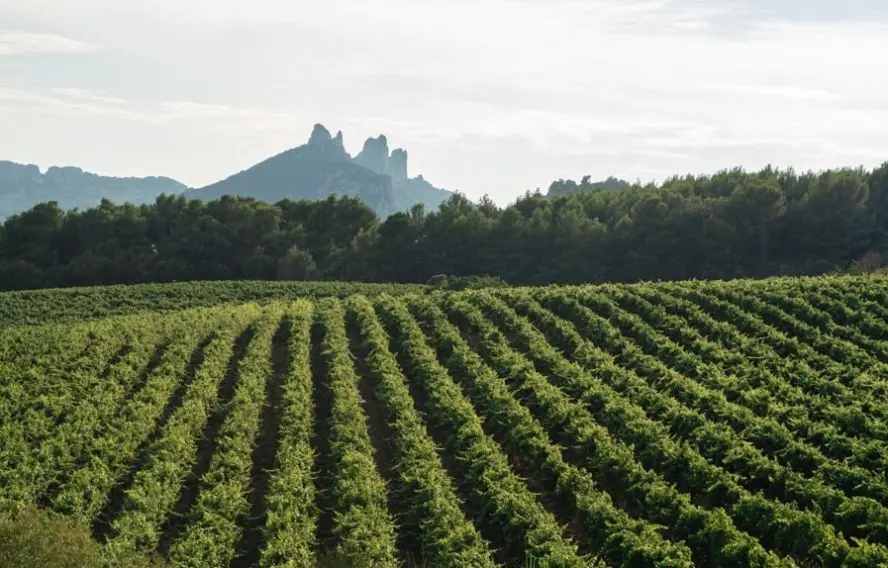 Barmalini Vaucluse, Gigondas domaine du château de la dentelle de Montmirail