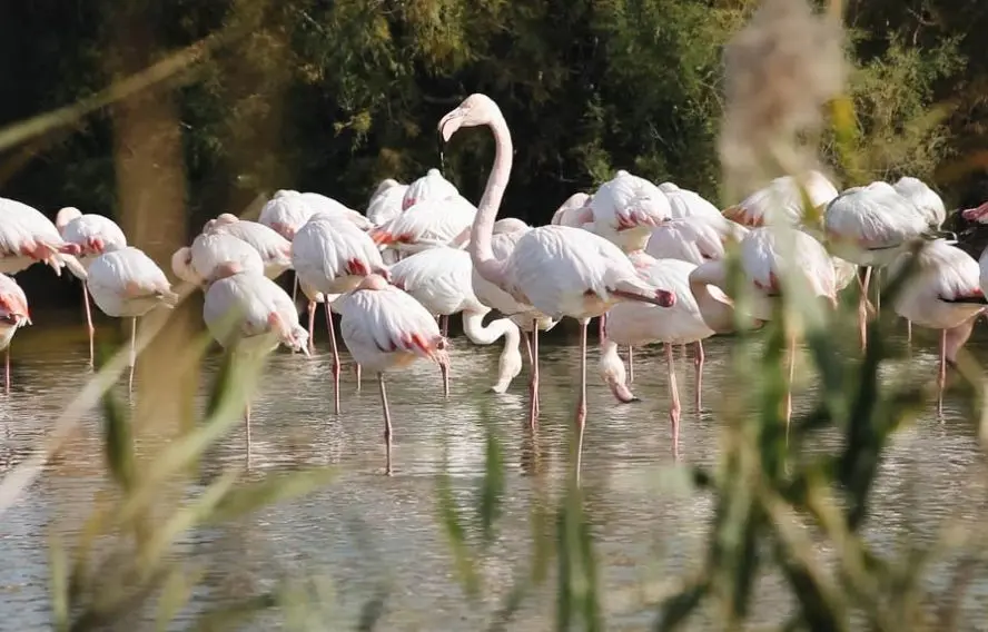 CRDT Provence Alpes Flamants roses de Camargue