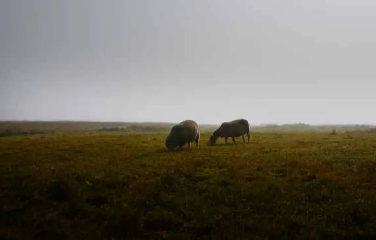 moutons de ouessant