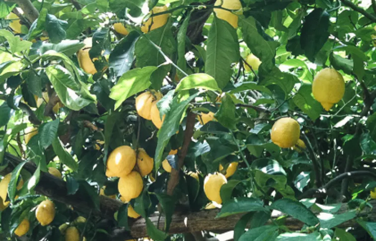 dpradon citrons-amalfi