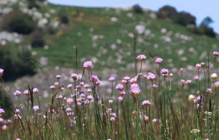 © psjean fleurs-cevennes-lozere