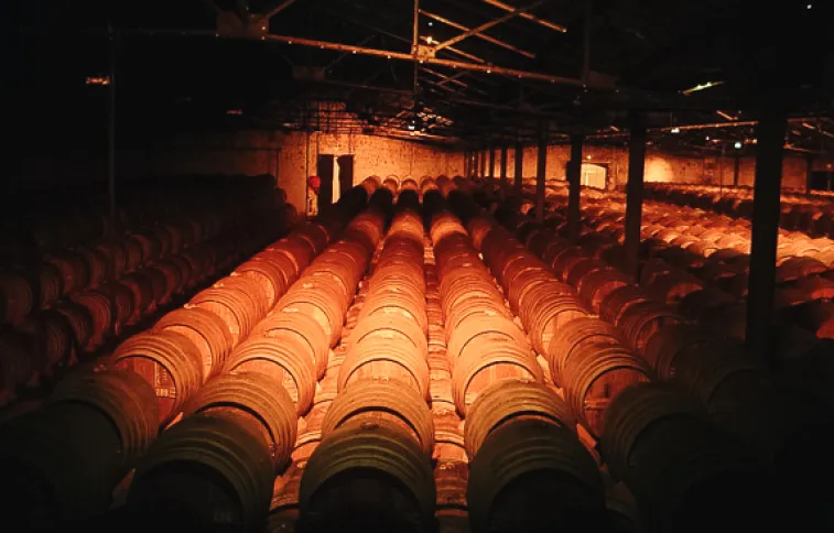 evazio futs-cognac-medoc