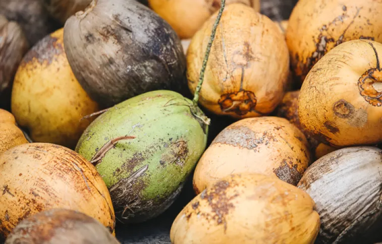©max-lakutin guadeloupe-noix-coco