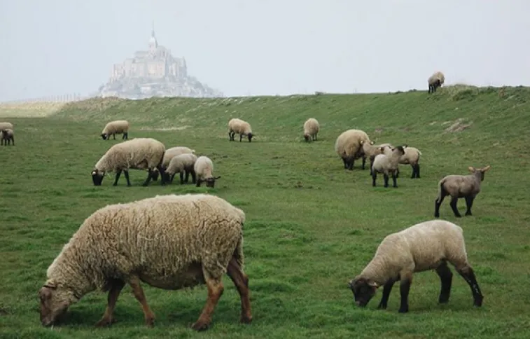 dpradon mouton-mont-saint-michel-dpradon.jpg