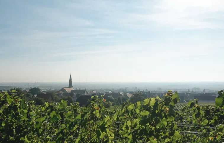 © jheyte vignobles-alsace