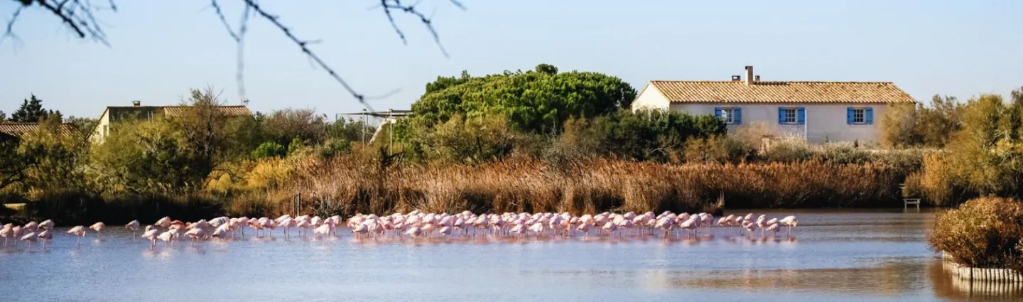 © missklik adobestock etangs-reserve-naturelle-camargue