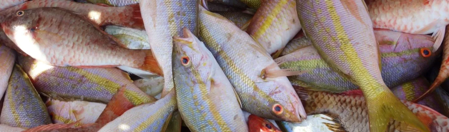poisson-guadeloupe poisson-guadeloupe