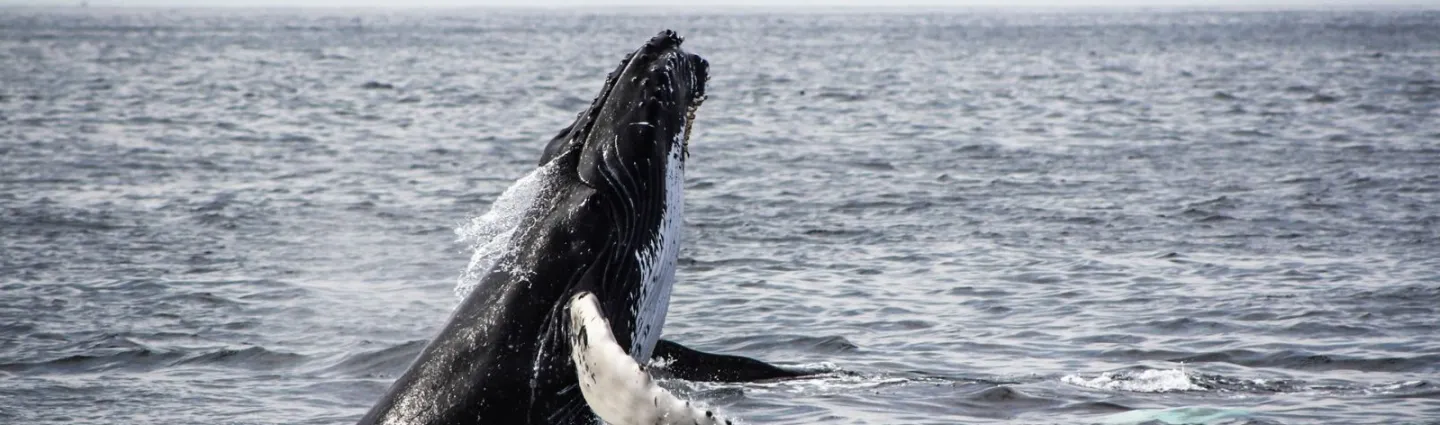 jon-eckert-unsplash baleine-acores-jon-eckert