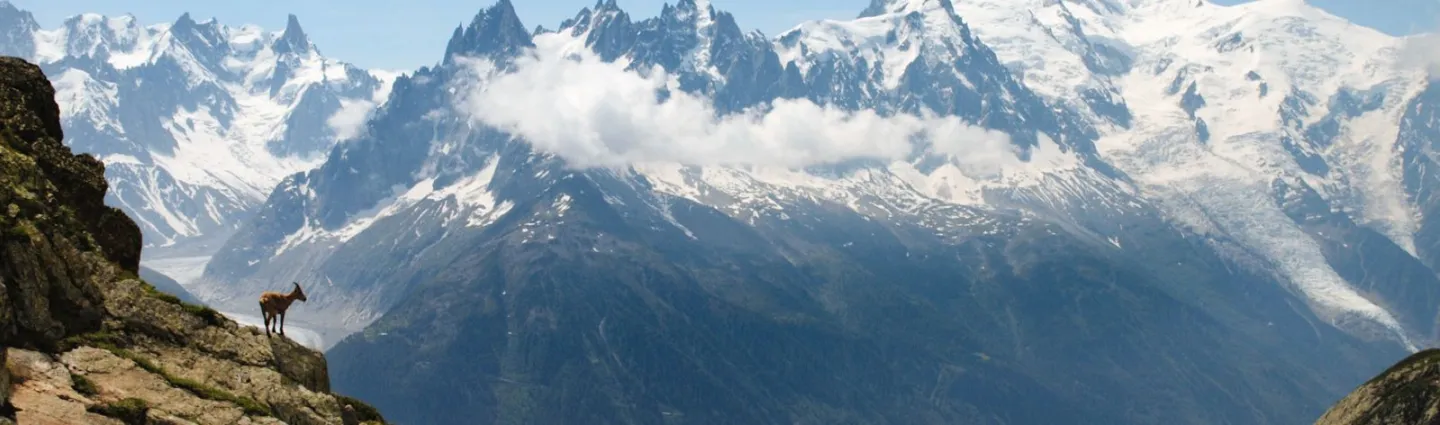 p-saintjean faune-glacier-sommet-mont-blanc