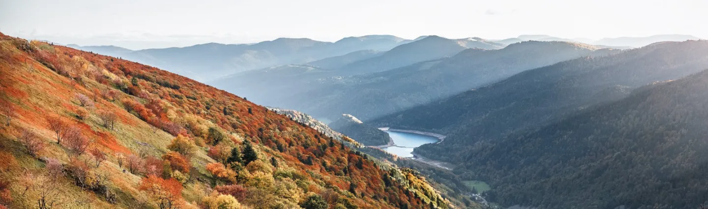 © Adobestock Chlorophylle Vosges et Alsace
