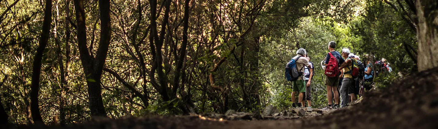 TVattard Groupe de randonneurs dans les bois