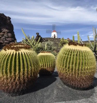 lanzarote-jardin-cactus-manrique-irenelorenz