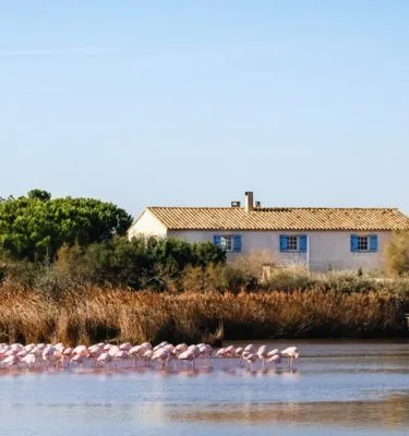 © missklik adobestock etangs-reserve-naturelle-camargue