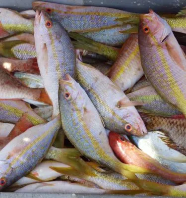 poisson-guadeloupe poisson-guadeloupe