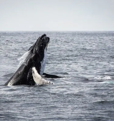 jon-eckert-unsplash baleine-acores-jon-eckert