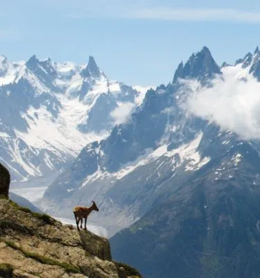 p-saintjean mont-blanc-nature-faune-bouquetin-sommet-glacier
